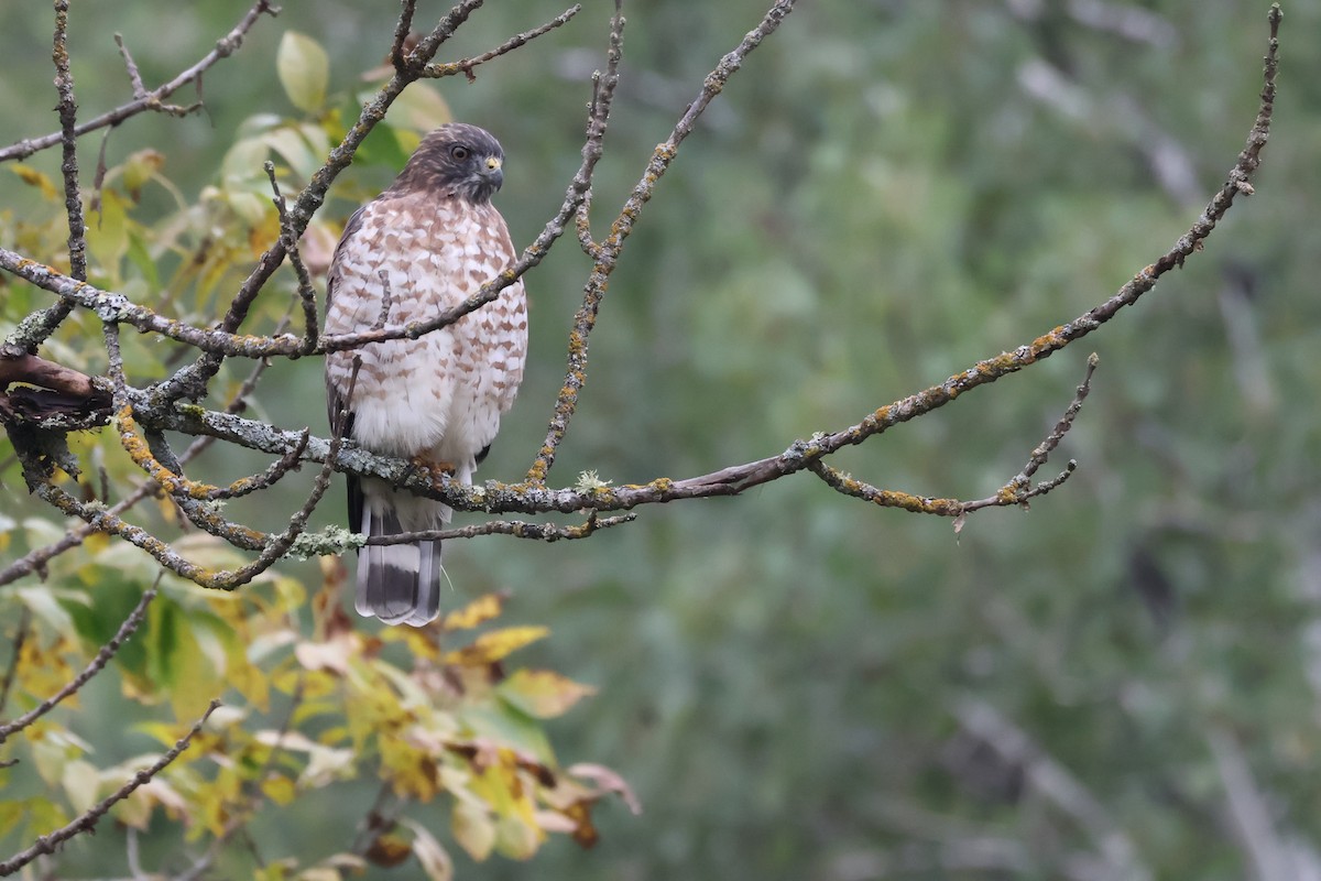 Broad-winged Hawk - ML641935296