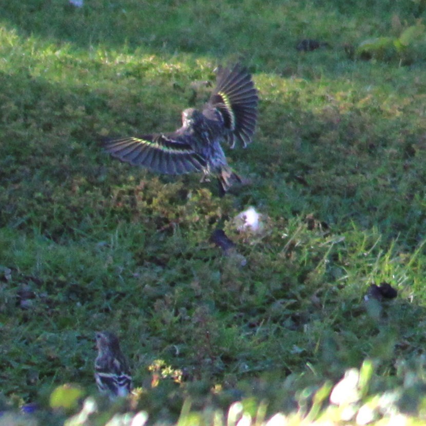 Pine Siskin - ML641935302