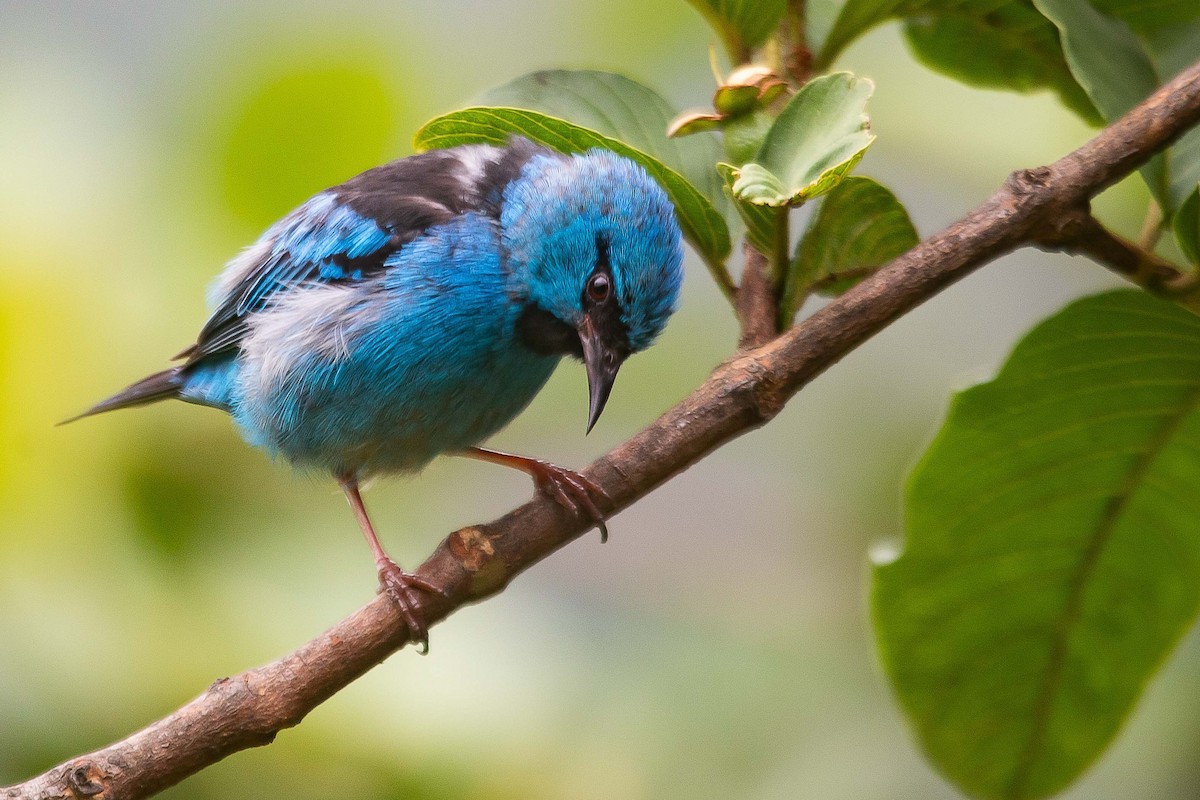 Blue Dacnis - ML641935329