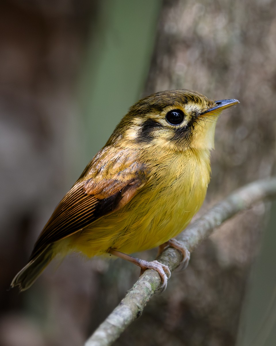White-throated Spadebill - ML641935353