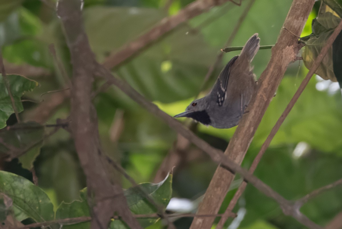 Ornate Stipplethroat - ML641935371