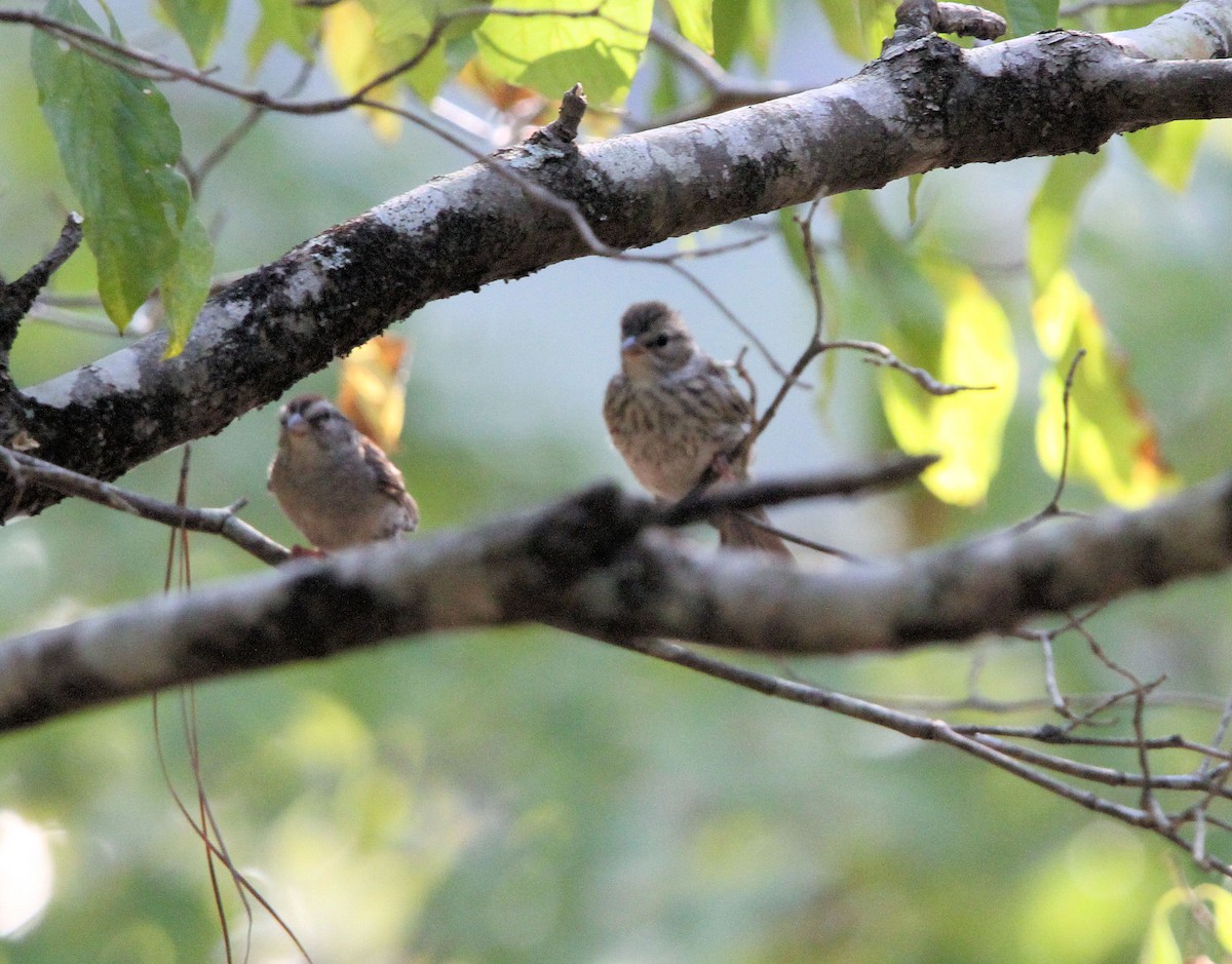Chipping Sparrow - ML641935376