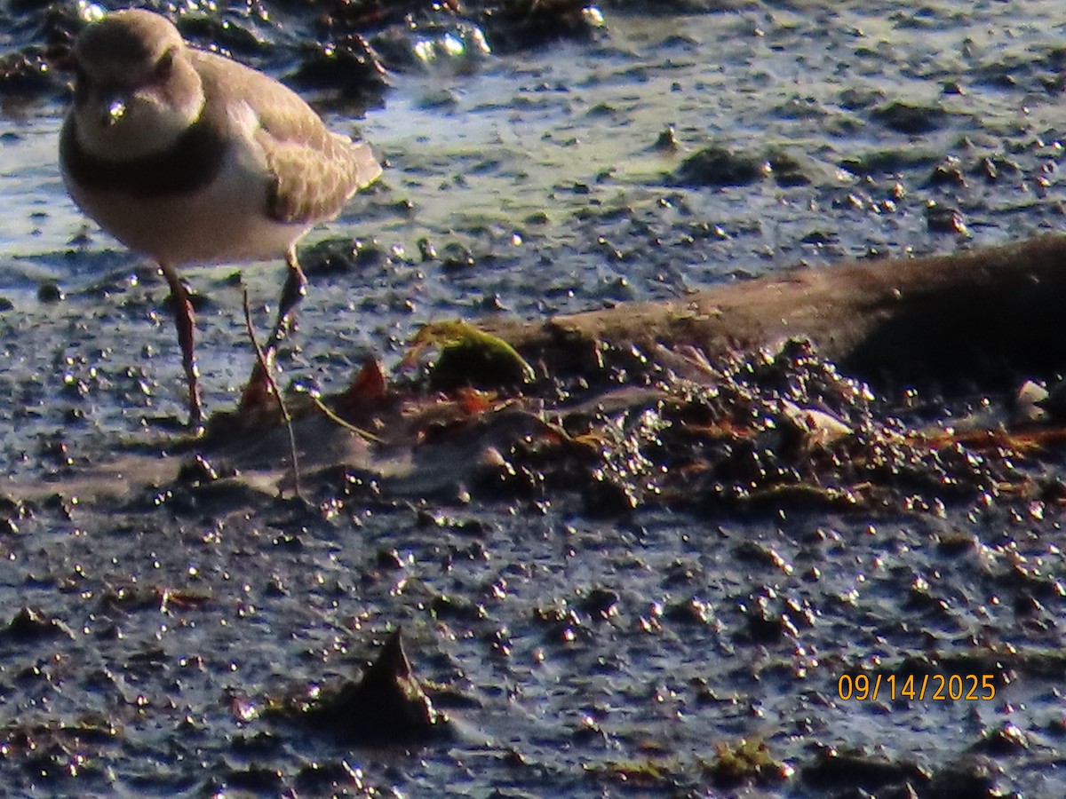 Semipalmated Plover - ML641935378
