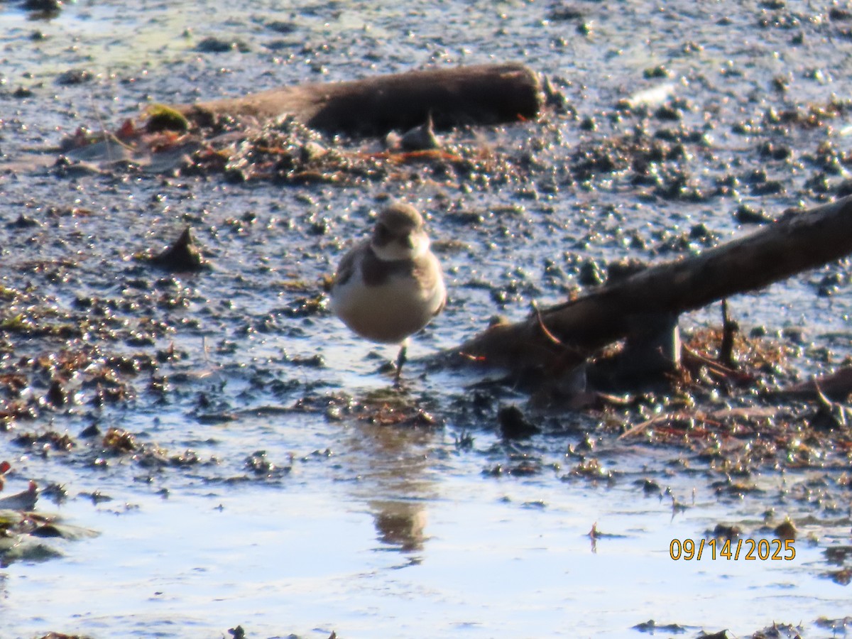 Semipalmated Plover - ML641935379