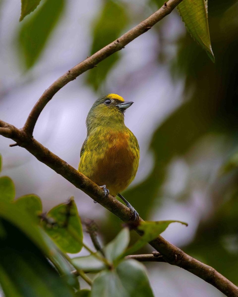 Olive-backed Euphonia - ML641935380