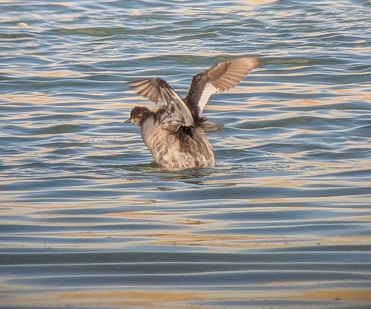 Eared Grebe - ML641935381