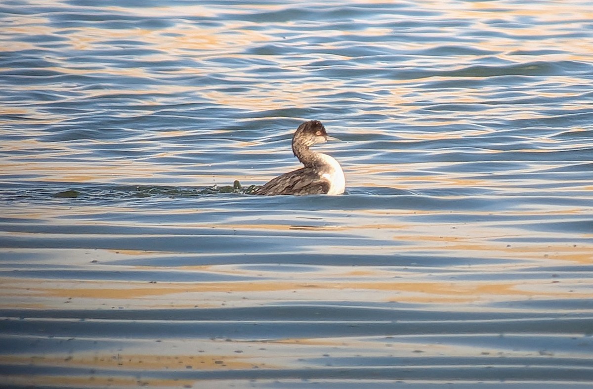 Eared Grebe - ML641935382