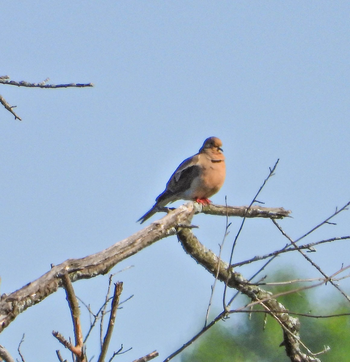 Mourning Dove - ML641935393