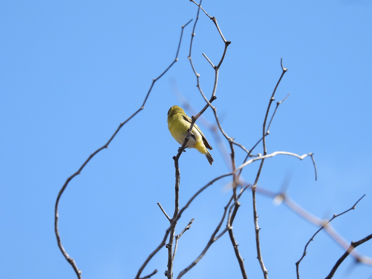 Hooded Siskin - ML641935395