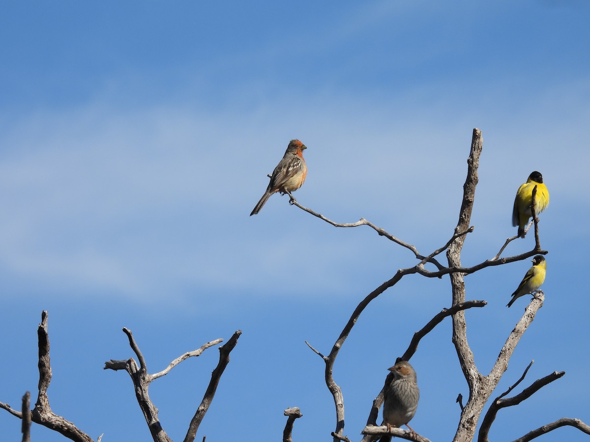Hooded Siskin - ML641935396