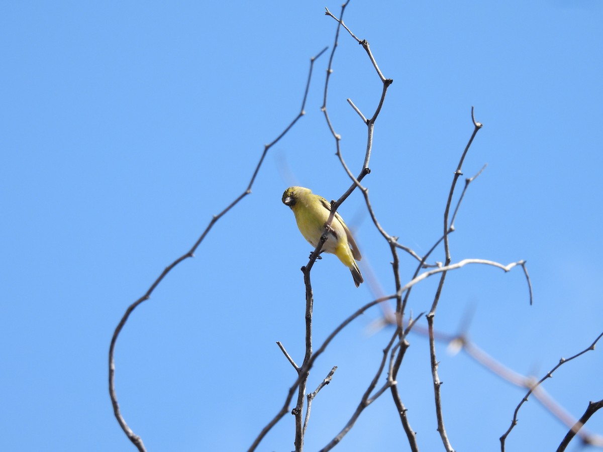 Hooded Siskin - ML641935397