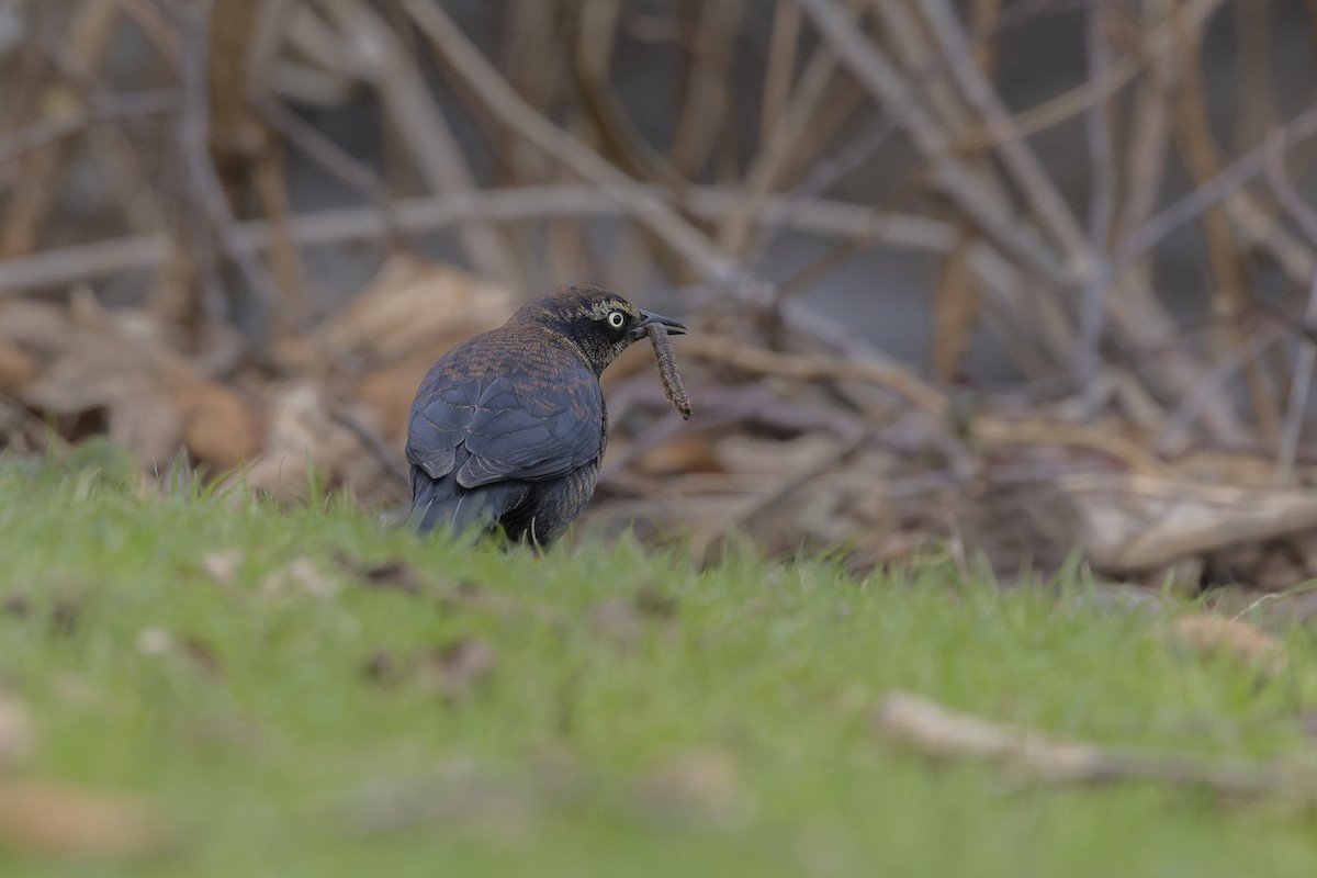 Rusty Blackbird - ML641935422