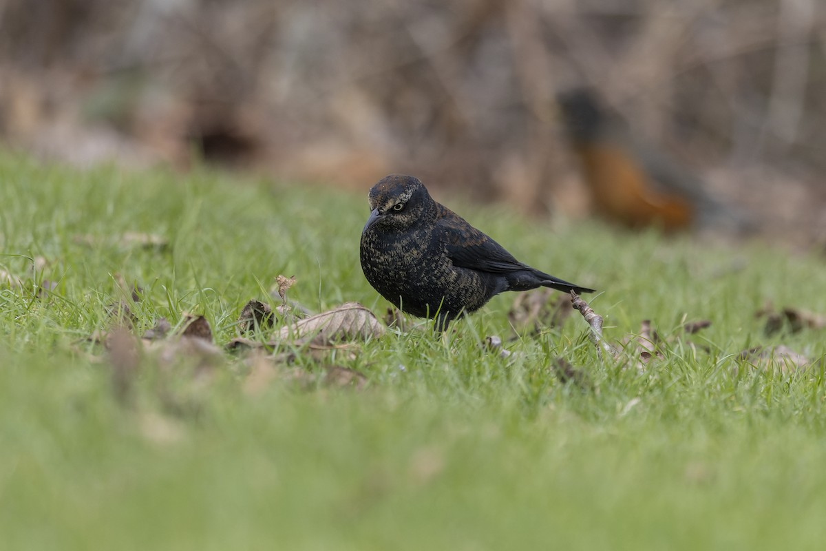 Rusty Blackbird - ML641935423