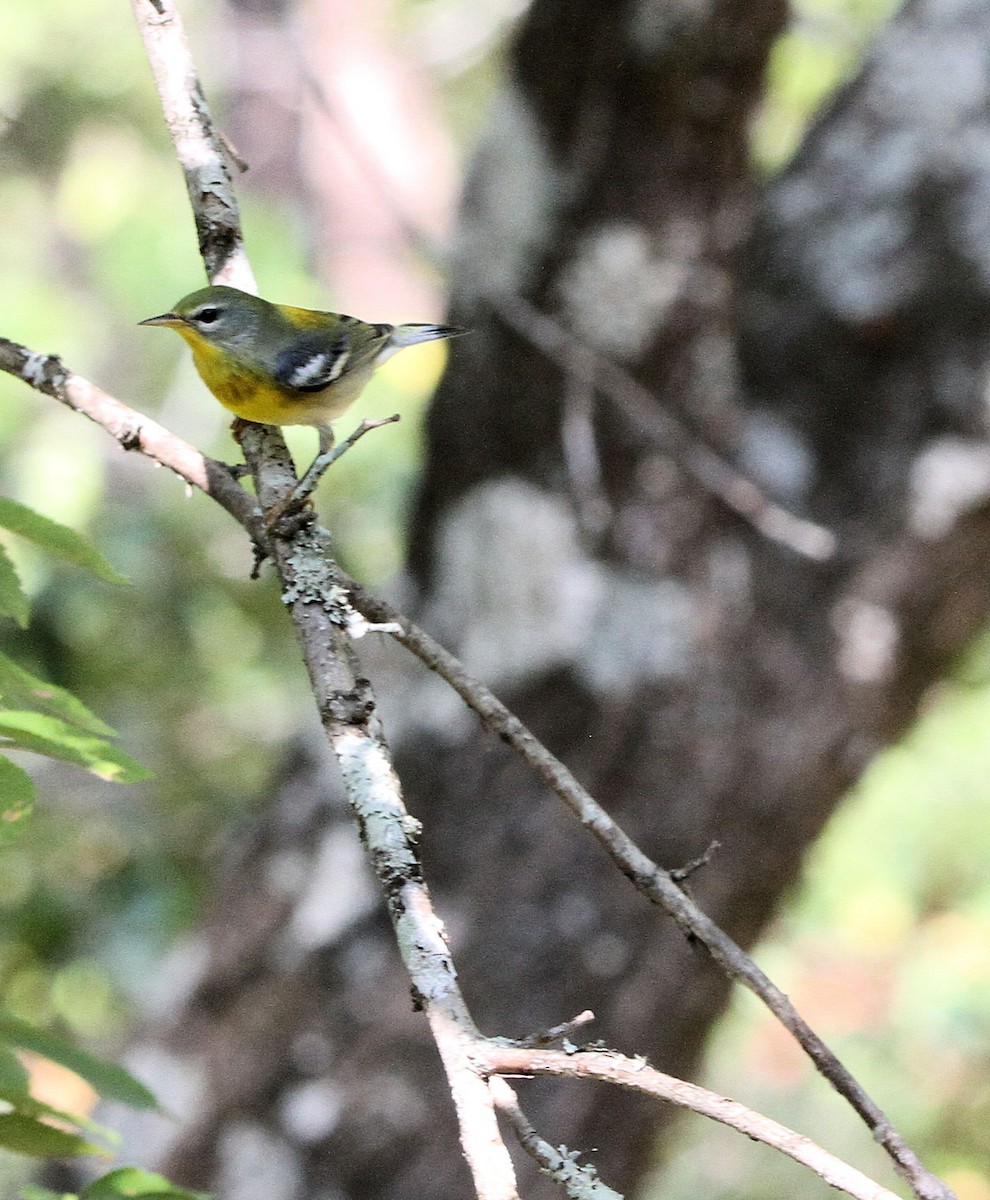 Northern Parula - ML641935426