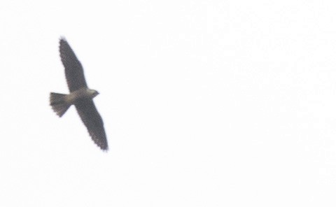 Peregrine Falcon - ML641935444