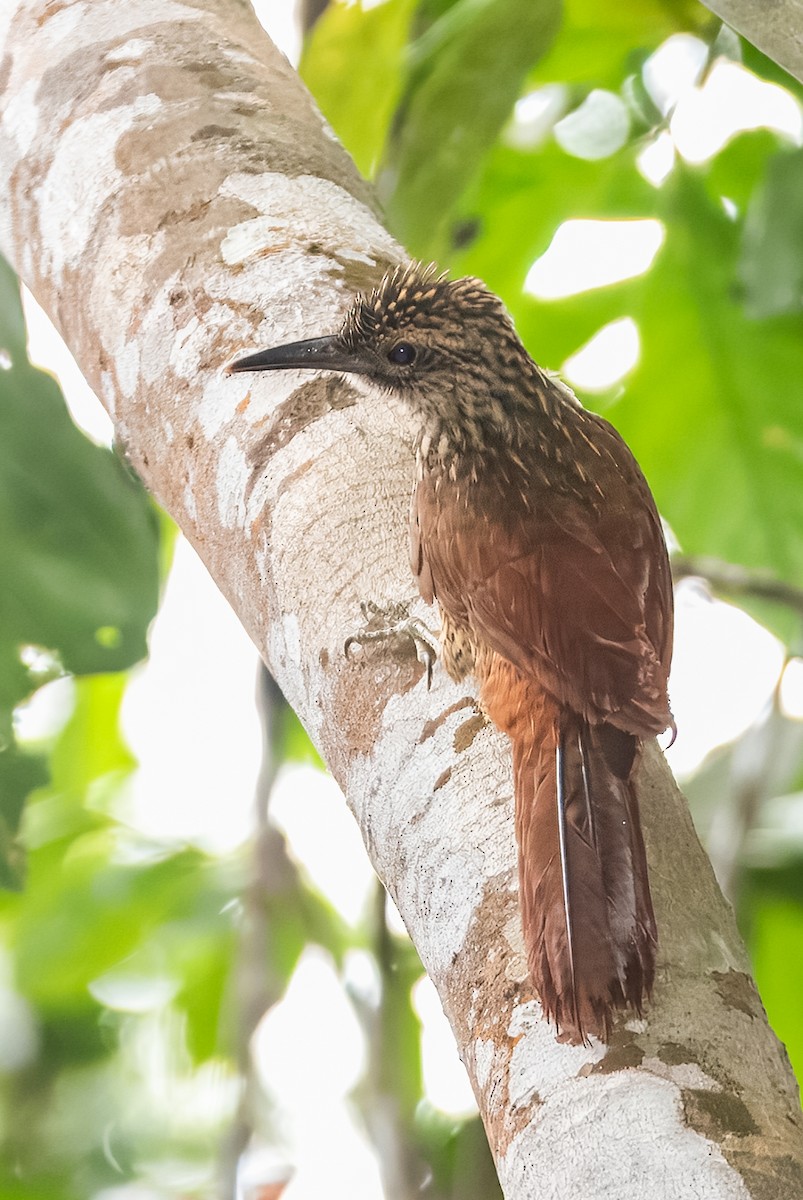 Black-banded Woodcreeper - ML641935462