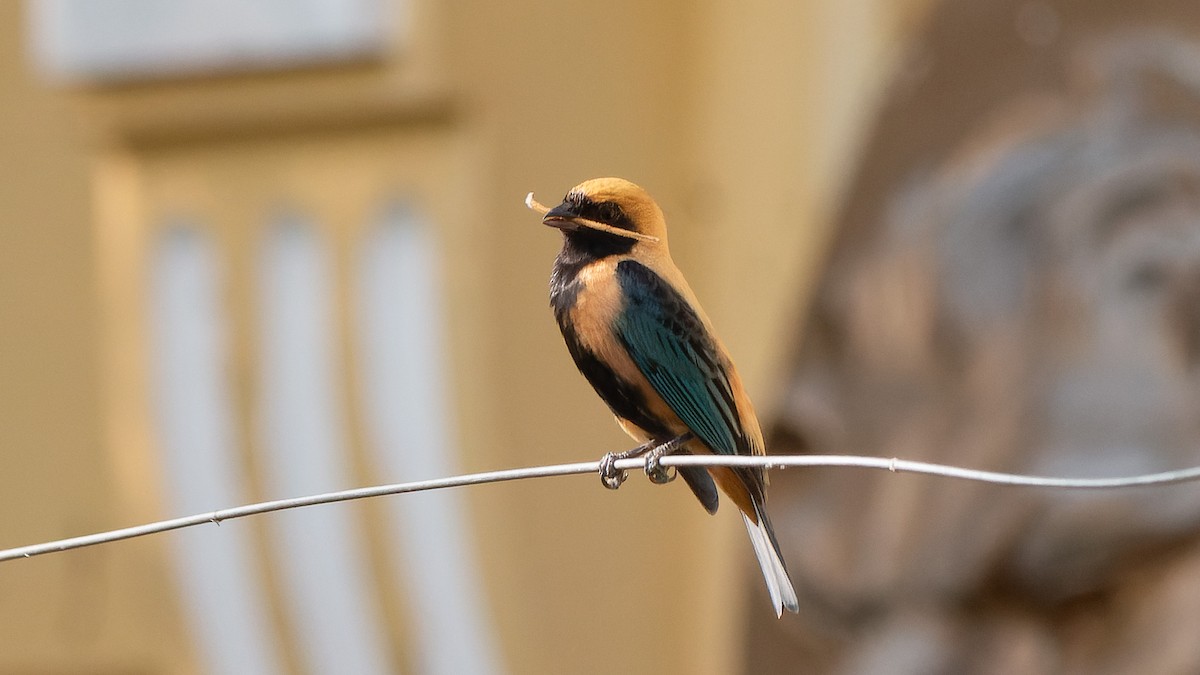 Burnished-buff Tanager - ML641935470
