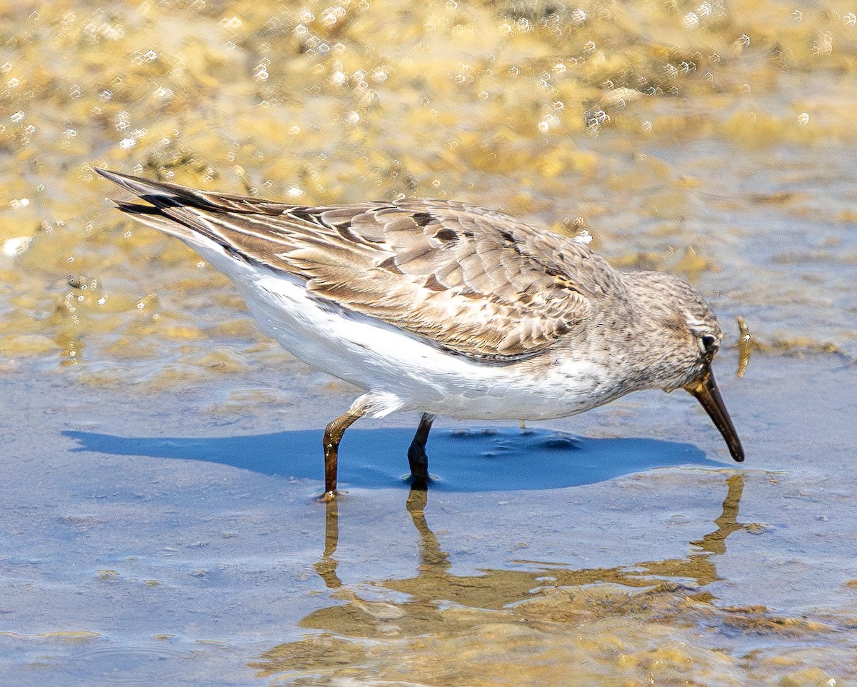 Weißbürzel-Strandläufer - ML641935483