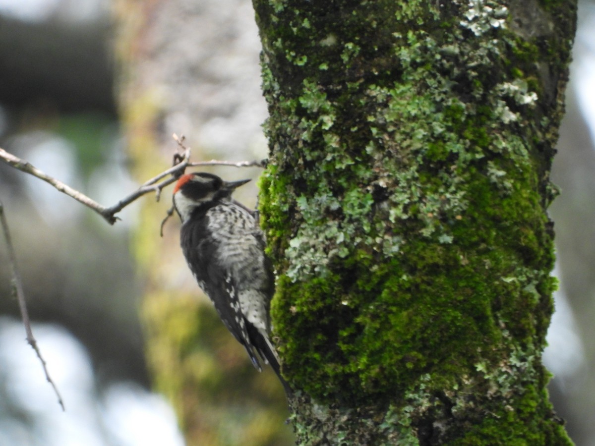 Strickland's Woodpecker - ML641935484