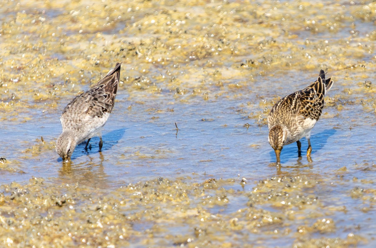 Weißbürzel-Strandläufer - ML641935486