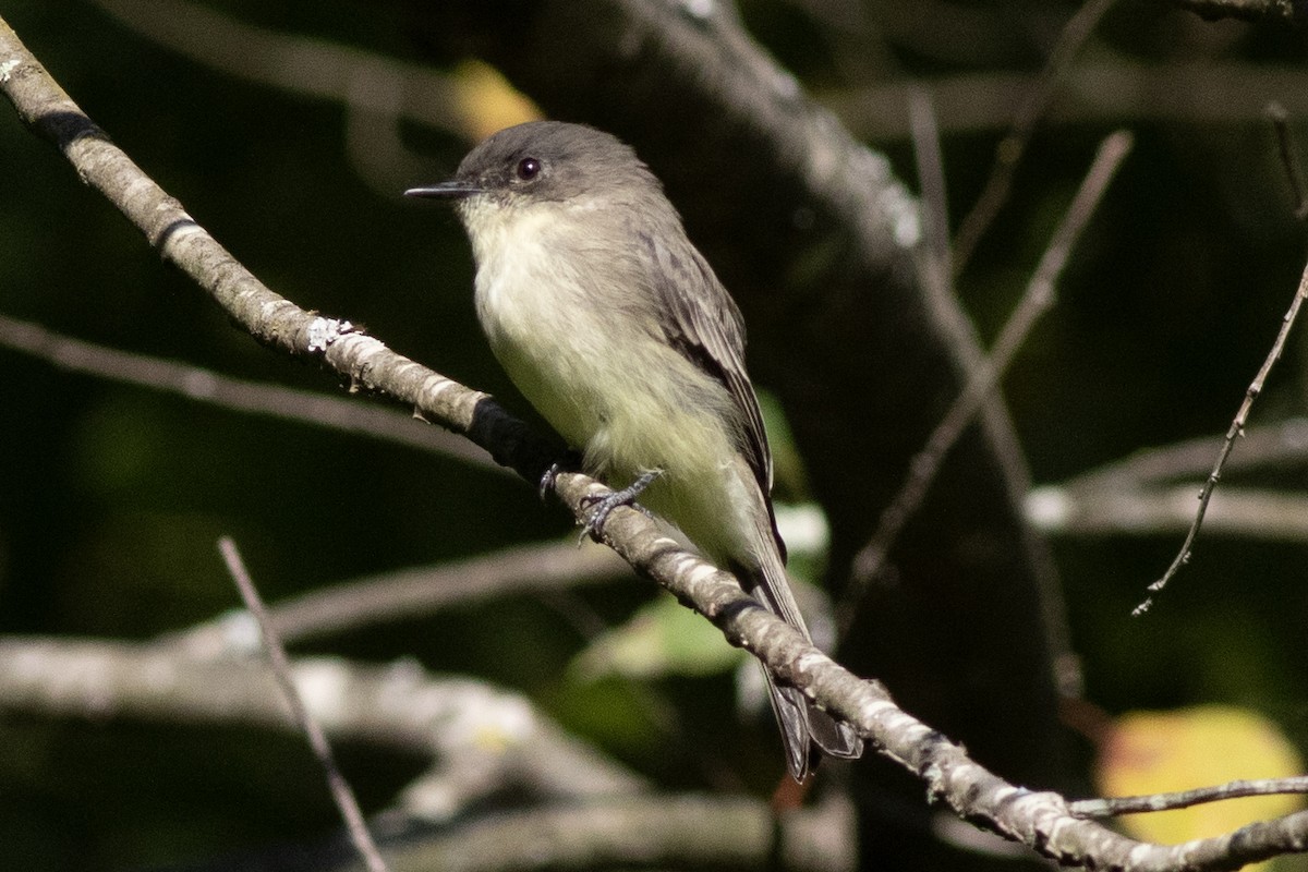 Eastern Phoebe - ML641935497