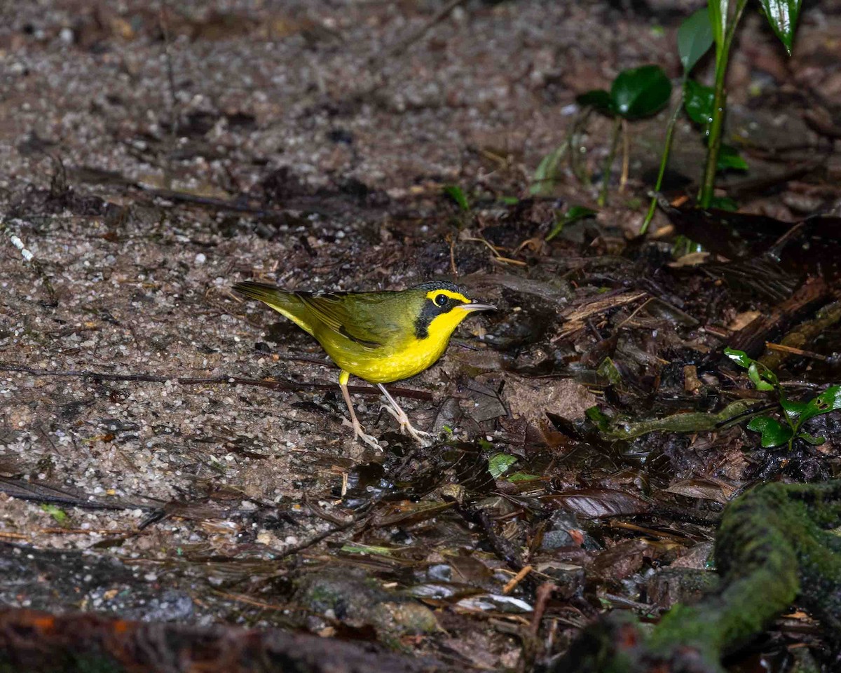 Kentucky Warbler - ML641935500