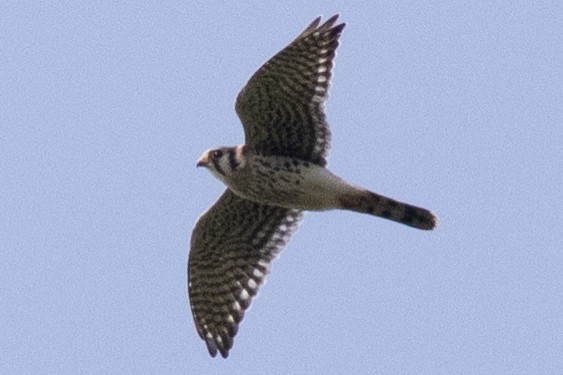 American Kestrel - ML641935504