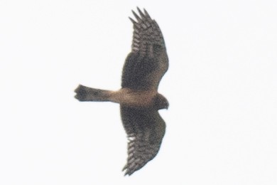 Northern Harrier - ML641935510