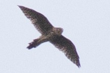 Merlin - ML641935516