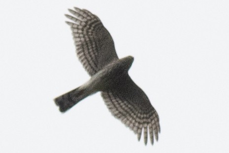 Sharp-shinned Hawk - ML641935521