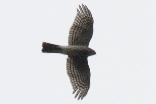 Sharp-shinned Hawk - ML641935522