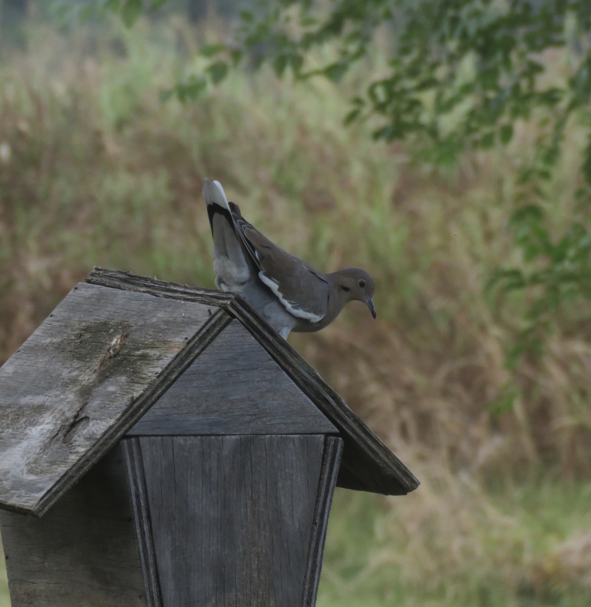 White-winged Dove - ML641935539