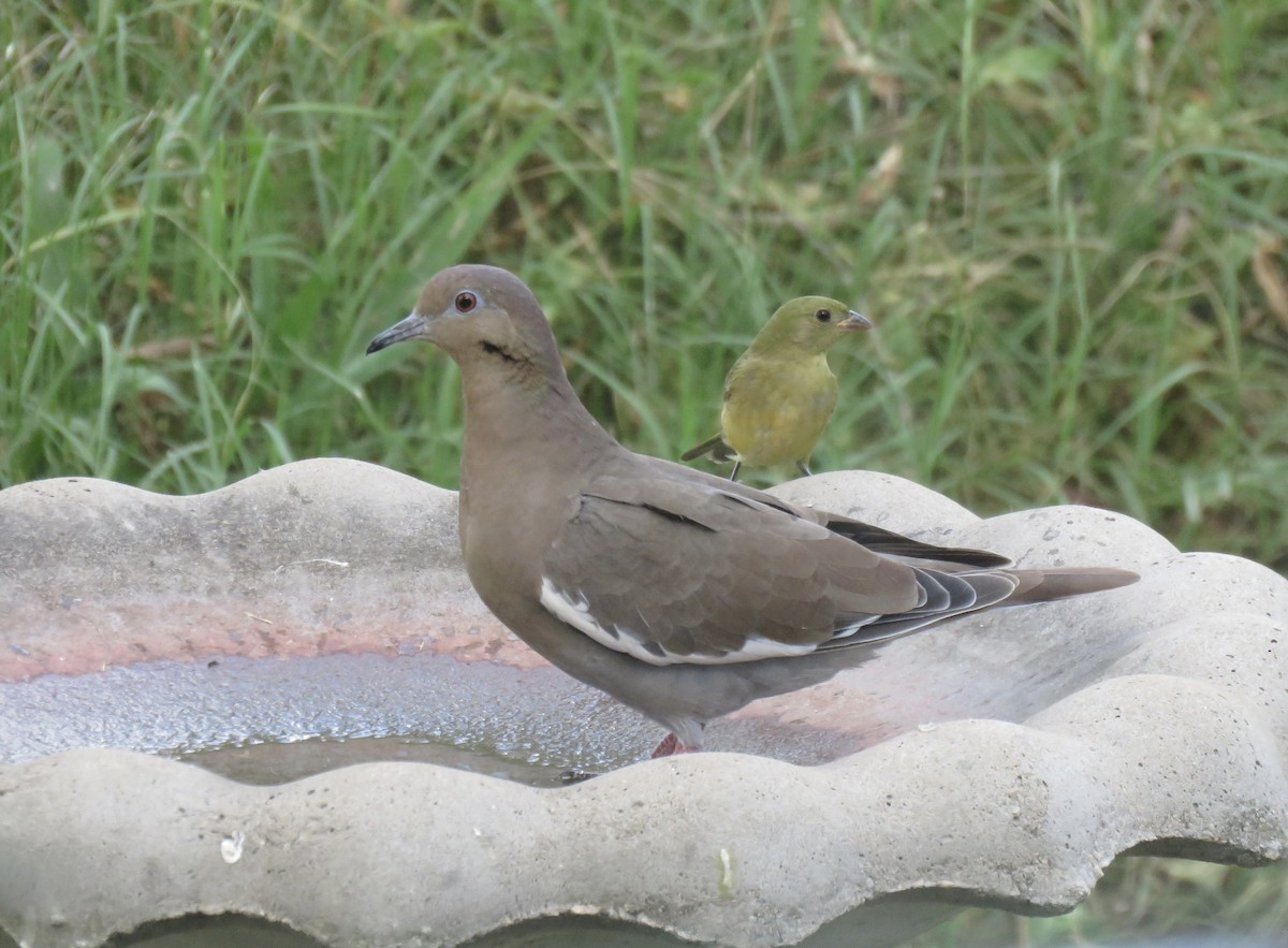 White-winged Dove - ML641935540