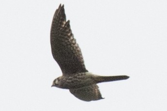 American Kestrel - ML641935541