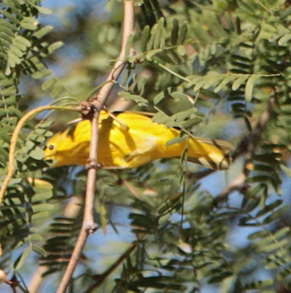 Yellow Warbler - ML641935542