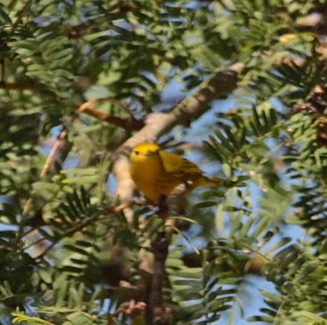Yellow Warbler - ML641935543