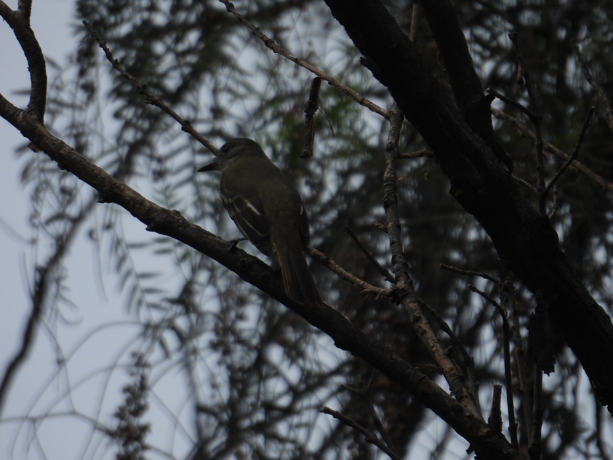 swallow sp. - ML641935546
