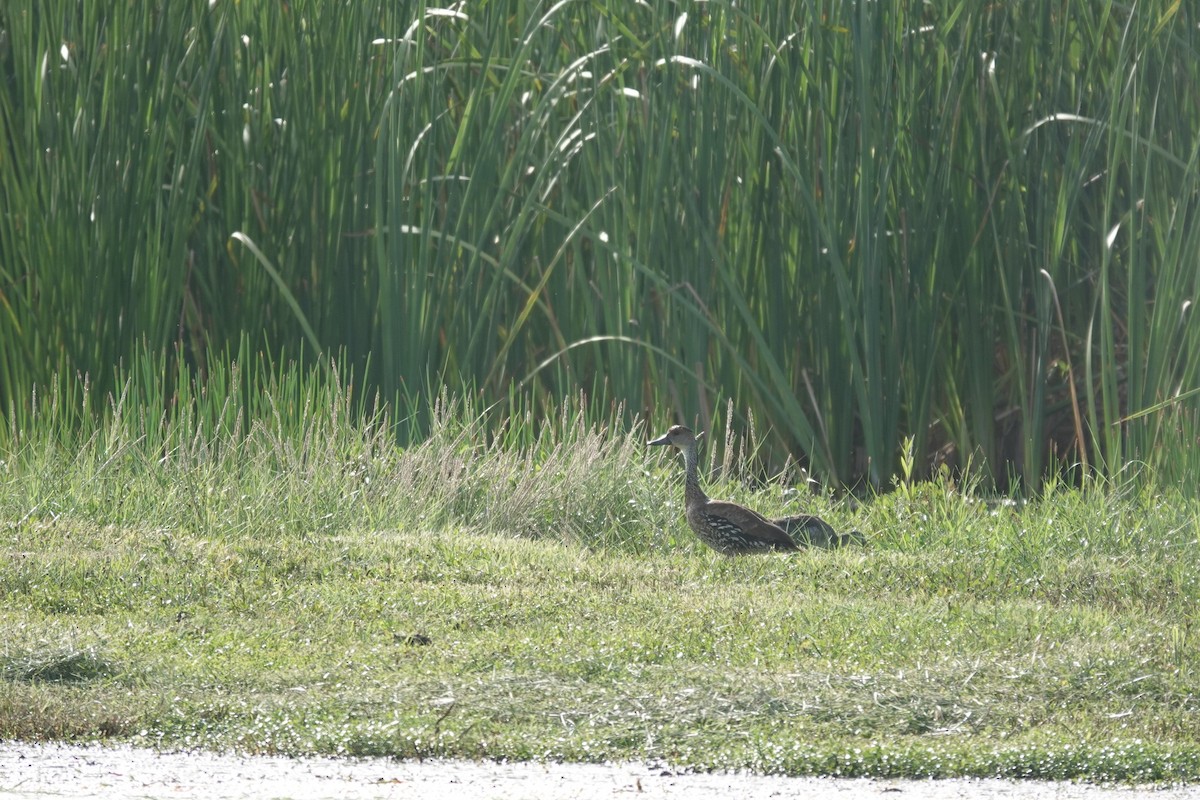 West Indian Whistling-Duck - ML641935548