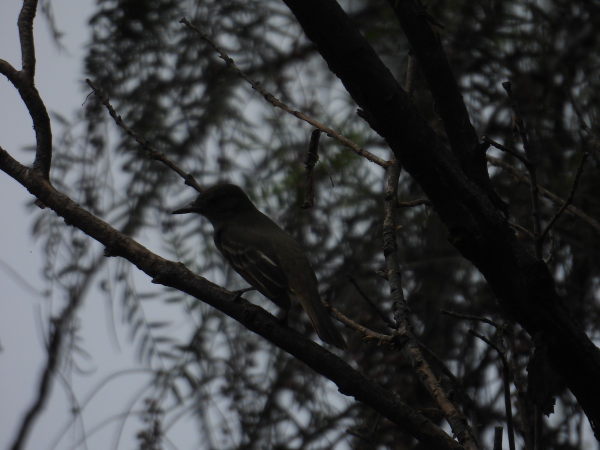 swallow sp. - ML641935549