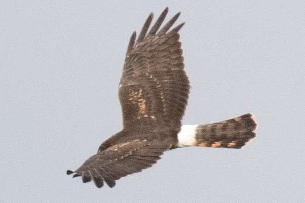 Northern Harrier - ML641935553