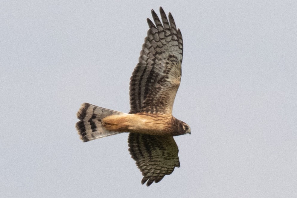 Northern Harrier - ML641935555
