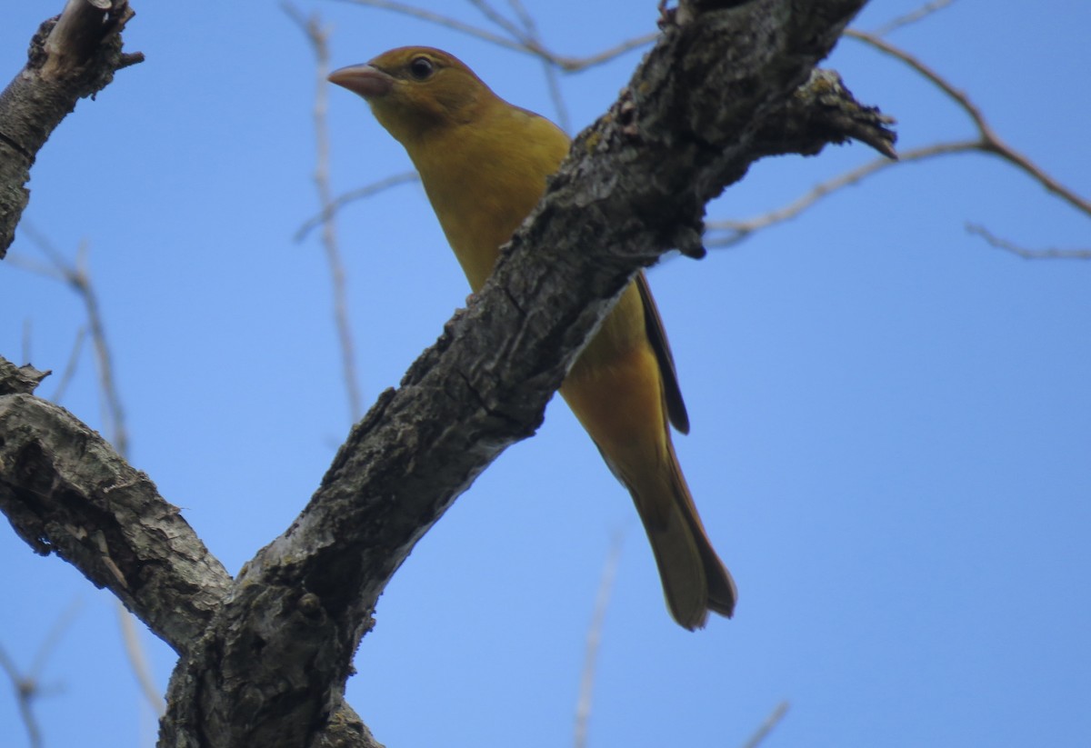 Summer Tanager - ML641935556