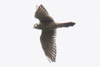 American Kestrel - ML641935559