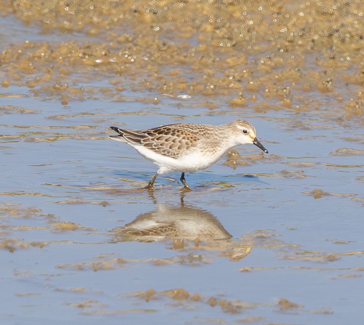 Semipalmated Sandpiper - ML641935561