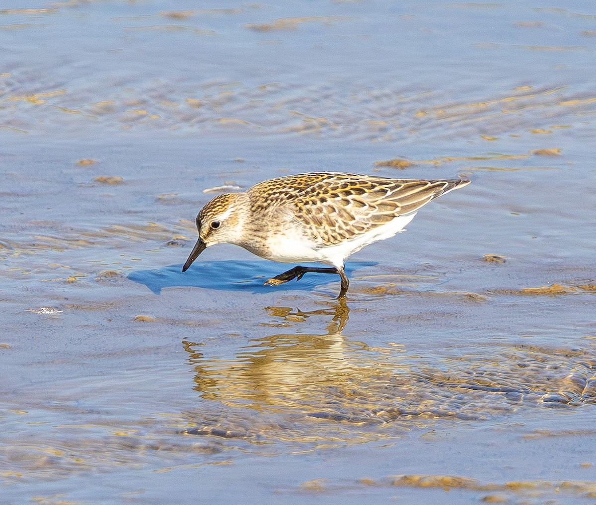 Semipalmated Sandpiper - ML641935562