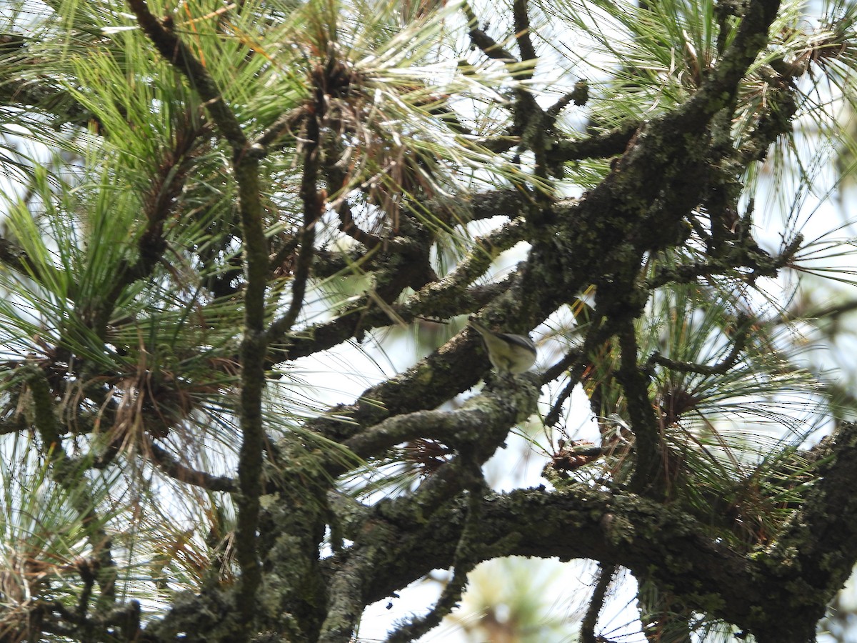 Hermit Warbler - ML641935563