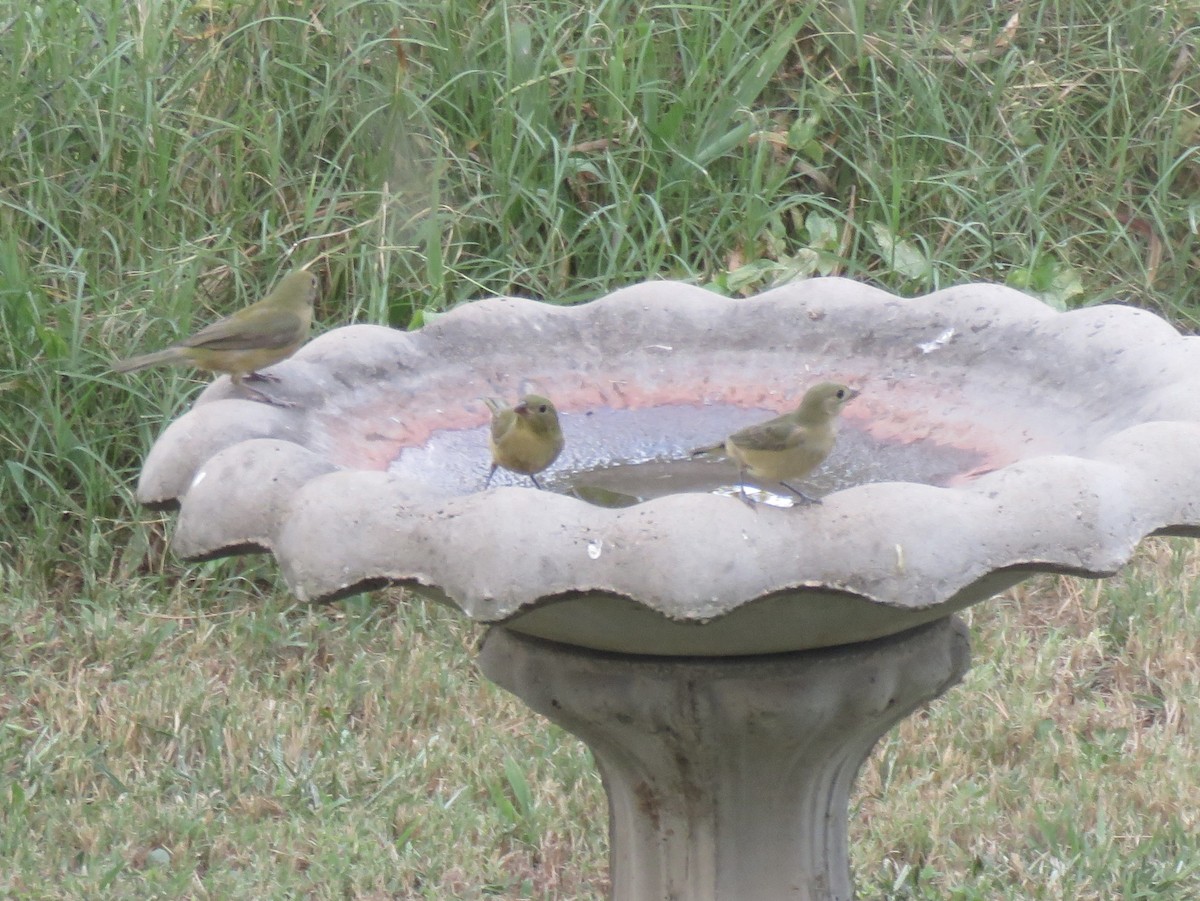 Painted Bunting - ML641935564