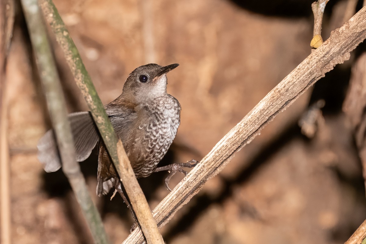 Scaly-breasted Wren - ML641935566