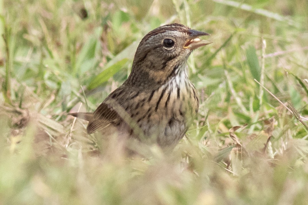 Lincoln's Sparrow - ML641935568