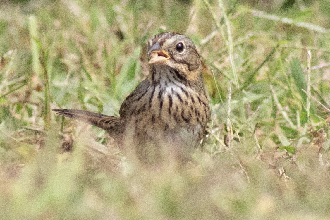 Lincoln's Sparrow - ML641935569
